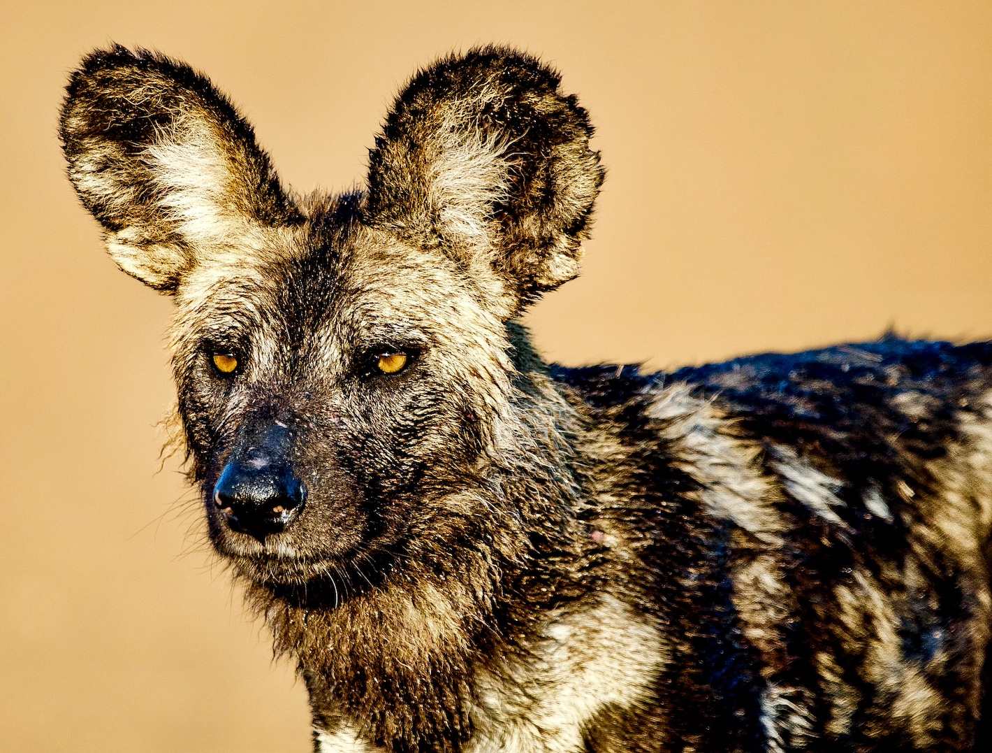 Private Kruger Park Packages