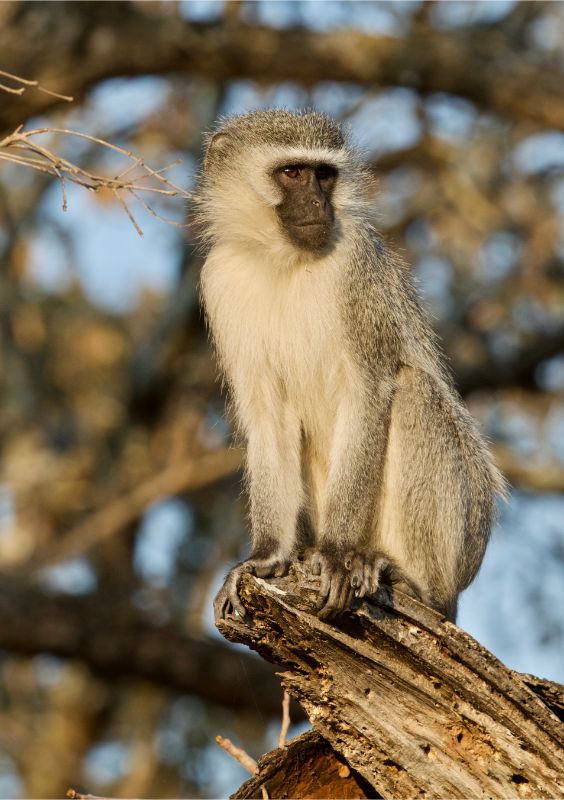 Private Safaris